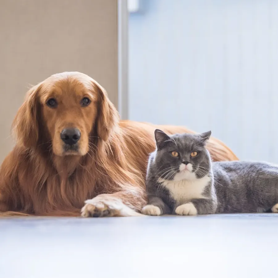 A dog and cat together