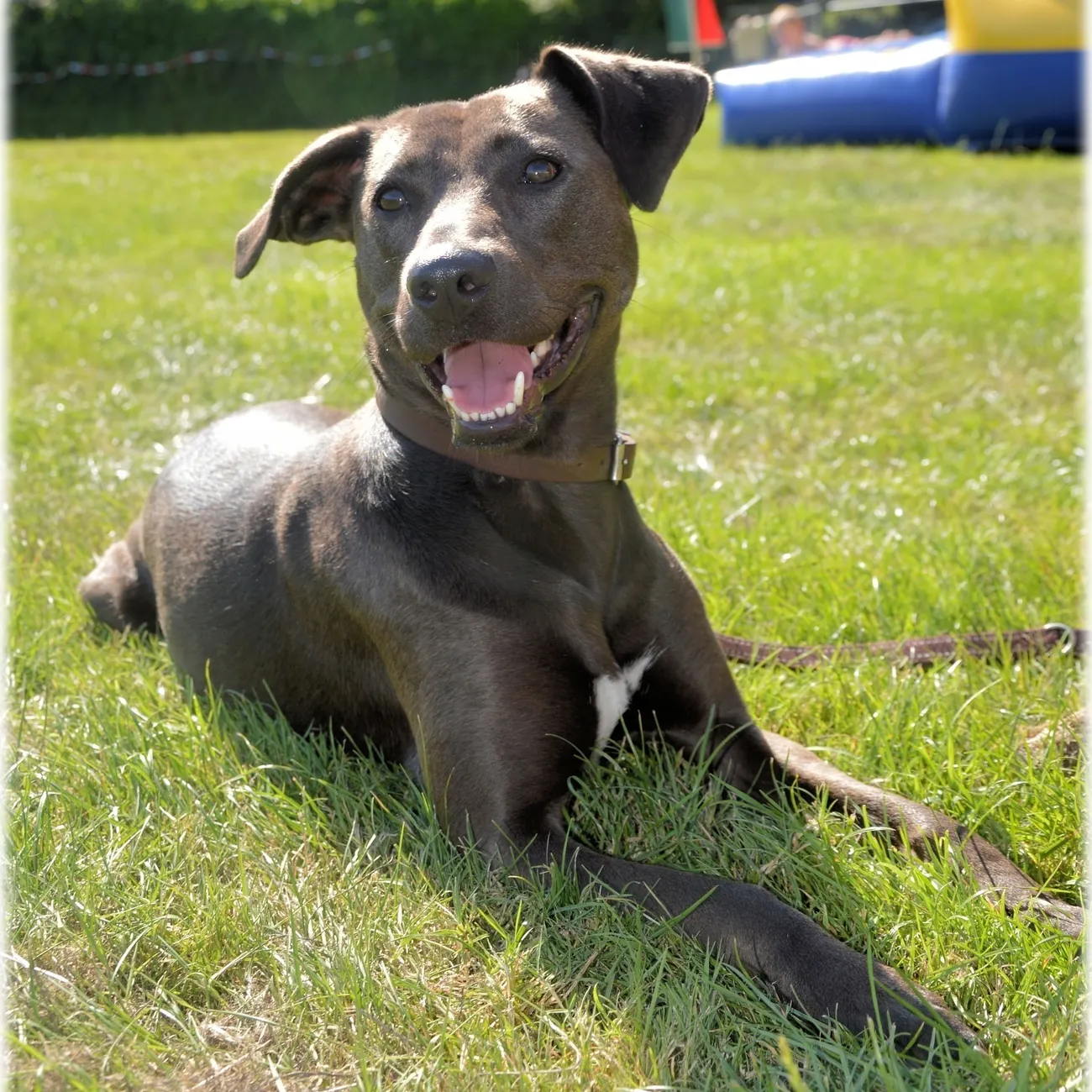 A rescue dog resting in the grass
