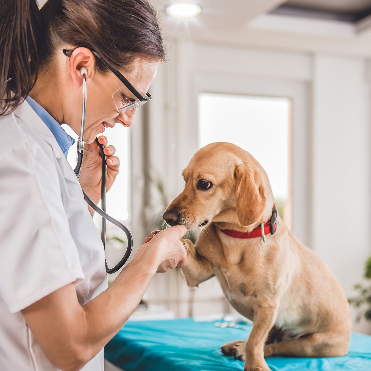 A dog receiving care