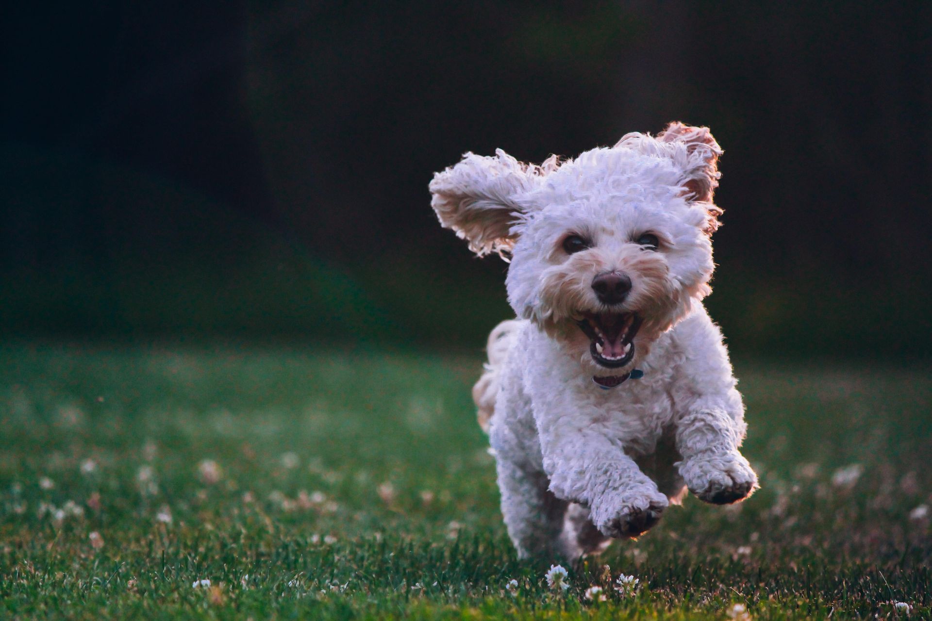 A happy rescue dog