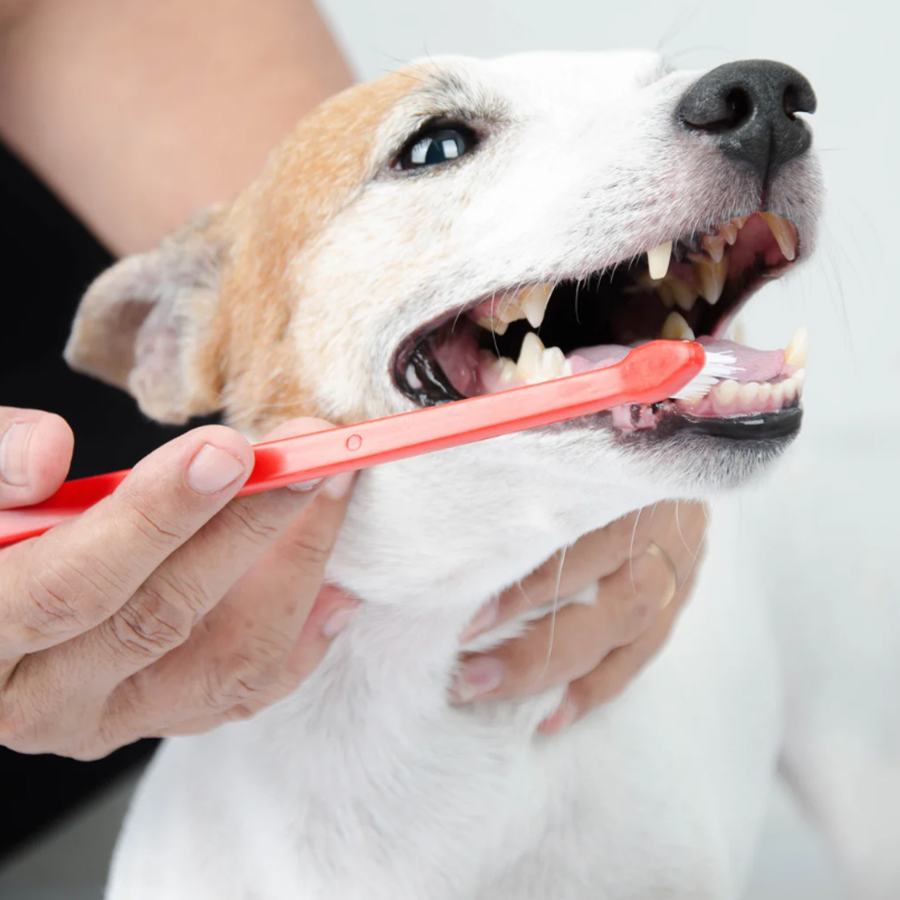 A Fur and Floss volunteer