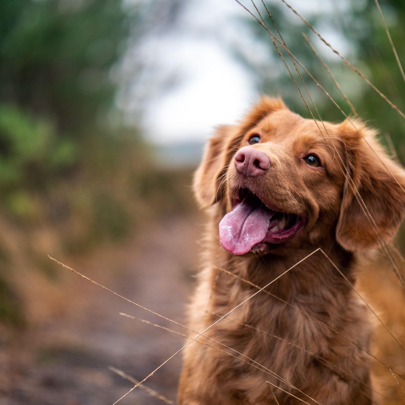 A dog outdoors