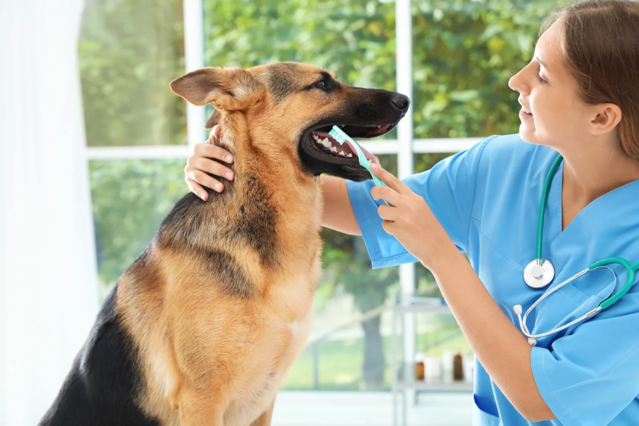 Professional veterinary dental treatment