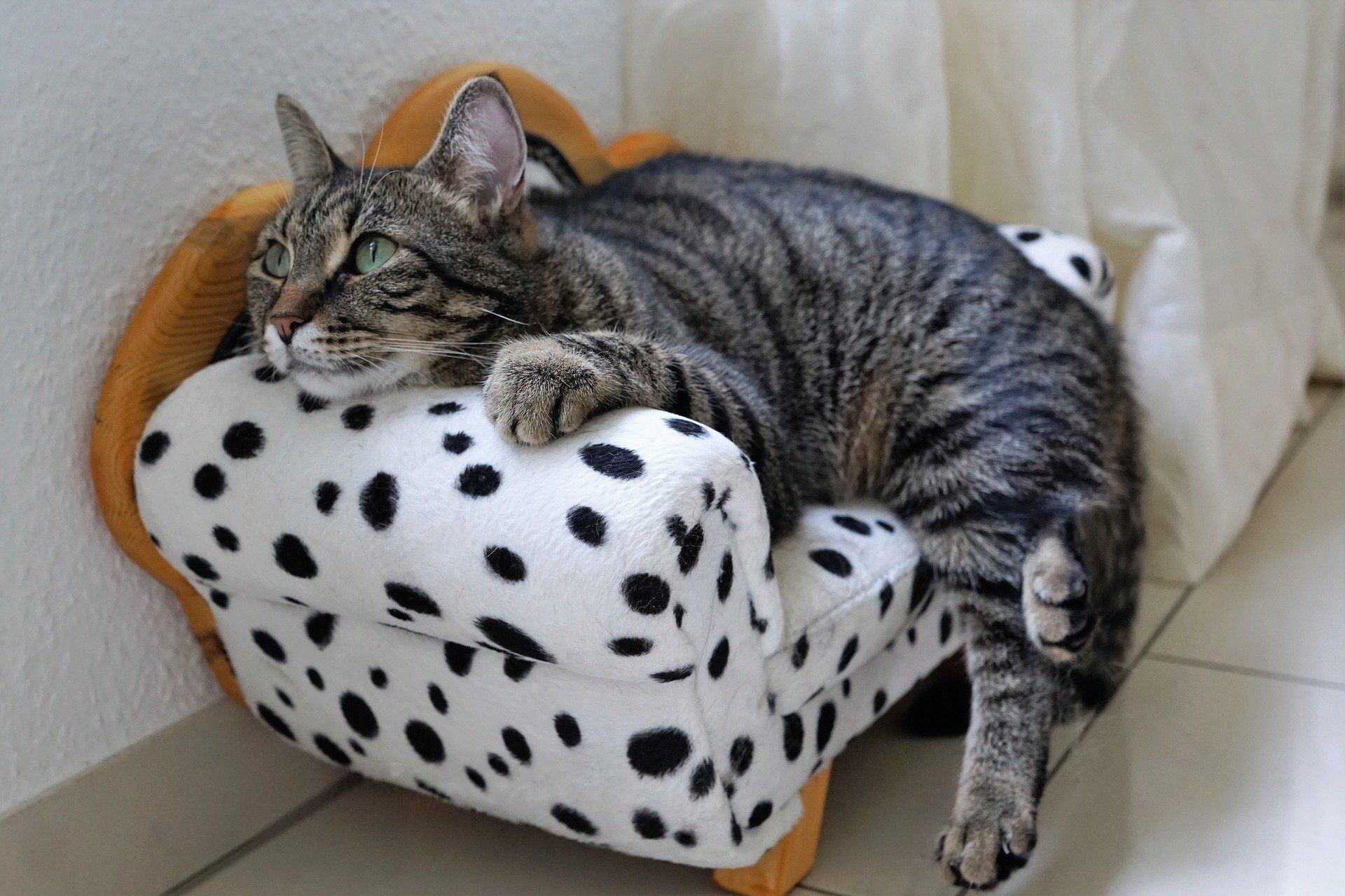 A cat and dog together